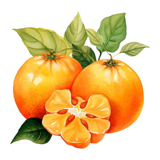 Naranjilla Akwarela Clipart Białe Tło