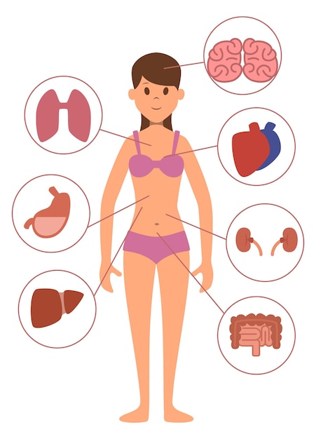 Narządy Ciała Kobiety Ilustracja Medyczna Anatomii Kobiety Izolowana Na Białym Tle