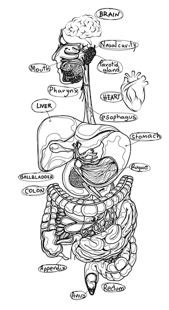 Narządy Ludzkie Płaski Szkic Czarno-biały