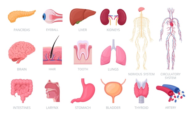 Narządy Ludzkie Wewnętrzna I Zewnętrzna Anatomia Człowieka Mózg Serce Wątroba Oko Skóra I Układ Krwionośny Płaski Zestaw Ilustracji Wektorowych Kolekcja Narządów Ciała