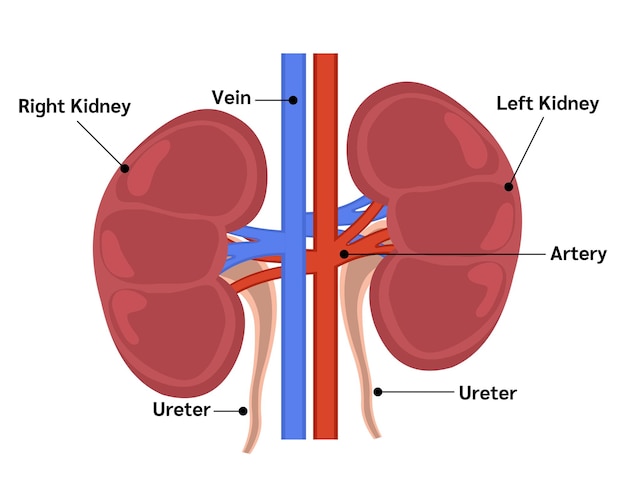 Plik wektorowy narządy nerkowe i tworzenie moczu anotomia