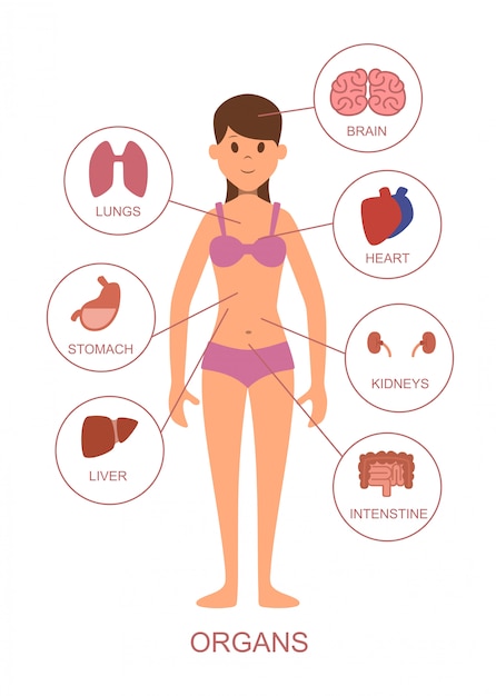 Plik wektorowy narządy wewnętrzne ludzkiego ciała. anatomia kobiecego ciała