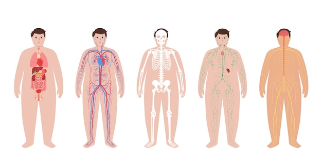 Plik wektorowy narządy wewnętrzne, układ mięśniowy i limfatyczny w organizmie człowieka otyłego. tętnicze, żylne krążenie
