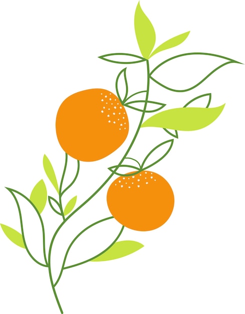 Naturalna Ilustracja świeżych Owoców Pomarańczy
