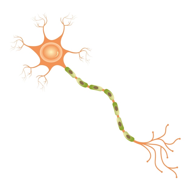 Plik wektorowy nauka wektor ilustracja grafika neuronu ruchowego