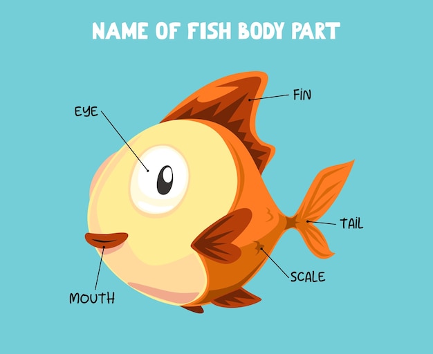 Nazwa Części Ciała Ryby Z Kreskówek Dla Dzieci W Języku Angielskim