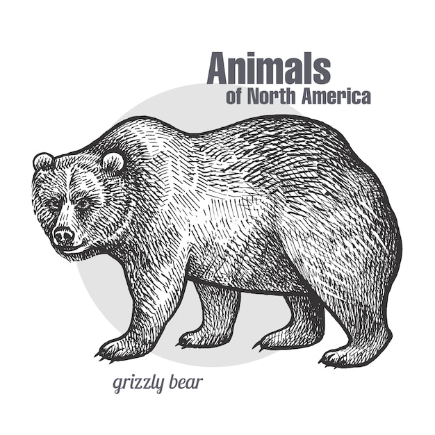 Niedźwiedź Grizzly Animal Of North America.