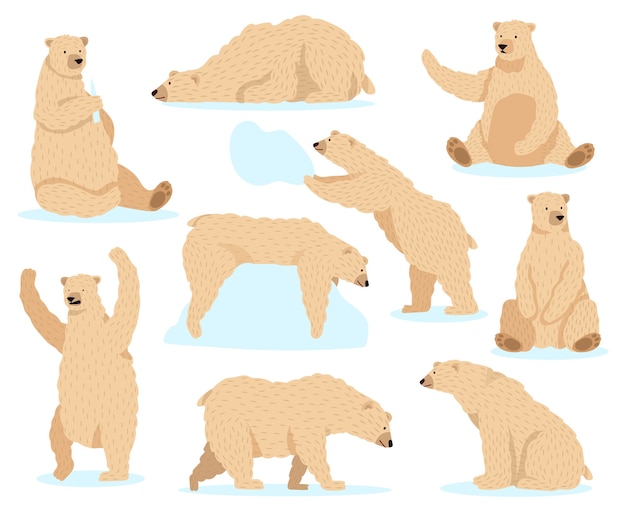 Niedźwiedź Polarny Biały. Arktyczny Niedźwiedź śnieżny, Słodki Charakter Niedźwiedzia Północnego, Zestaw Ikon Ilustracji Dzikich Zwierząt Dzikich Zwierząt Niedźwiedź Polarny W śniegu, Futro Z Zimowych Ssaków Polarnych
