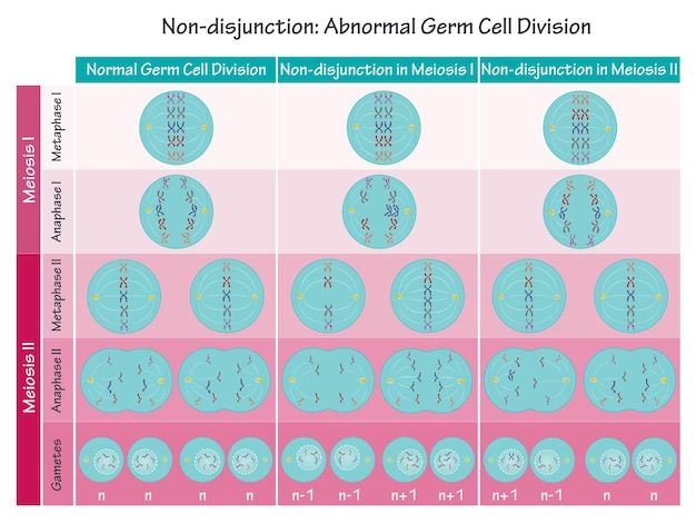 Plik wektorowy nondisjunction nieprawidłowy podział komórek rozrodczych wektor ilustracja diagram infografikę