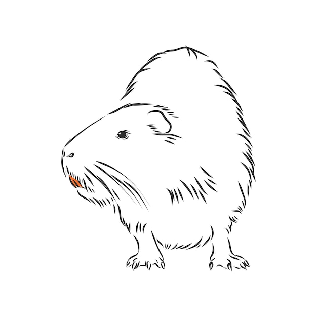 Nutria Czarno-biała. Nutria Szkic Ilustracji Wektorowych