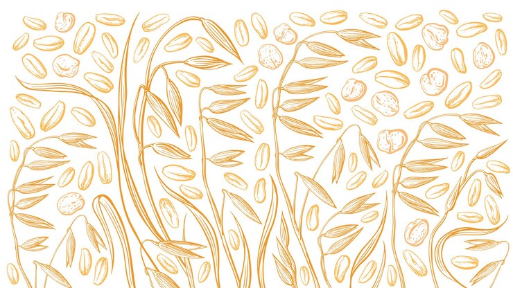 Wektor oats seed spike flakes background vector engraving vintage graphic golden field