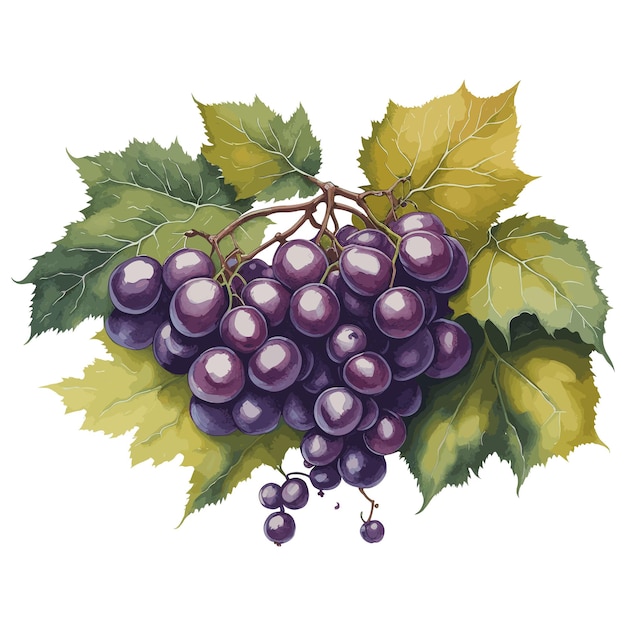 Obraz przedstawiający winogrona z liściem z napisem „winogrona”.