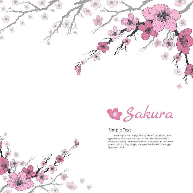 Oddział Sakura Z Słodkie Różowe Kwiaty Na Białym Tle.