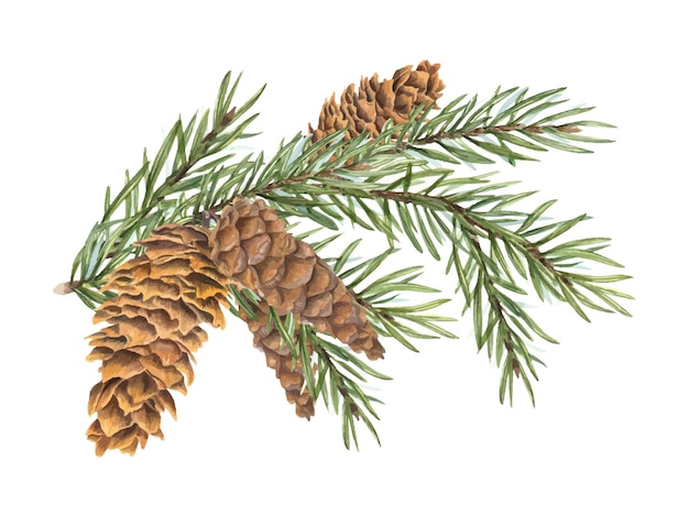 Odgałęzienie świerka z stożkami Gromka stożkowa na wiecznie zielonej gałęzi Zimowa roślina wakacyjna z zielonymi krótkimi igłami Akwarela ilustracja botaniczna Element aromatyczny dla świątecznego dekoru pakietu