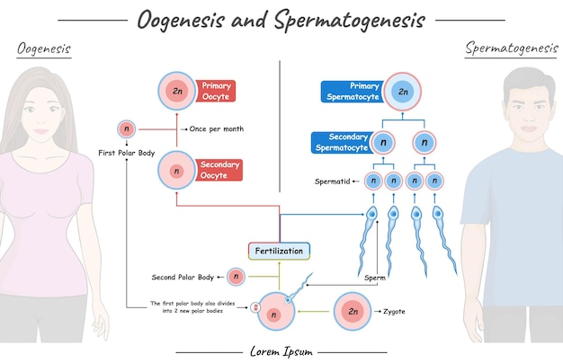 Plik wektorowy oogeneza i spermatogeneza