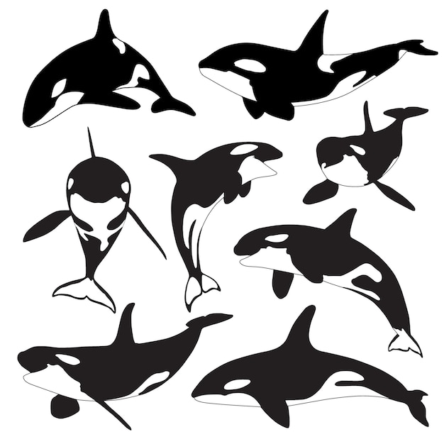 Orca Sylwetka Wieloryb Zabójca Kolekcja Wielorybów
