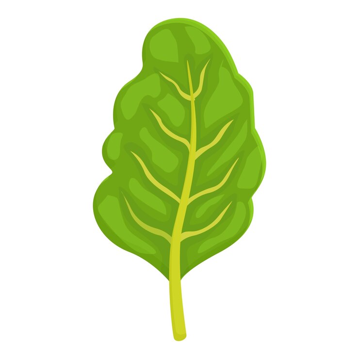 Wektor organiczny chard ikona kreskówka wektor zielona roślina szwajcarska żywność