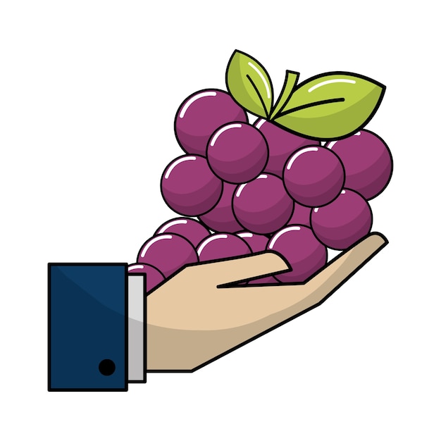 Organiczny Owoc Winogron W Ikonę Dłoni