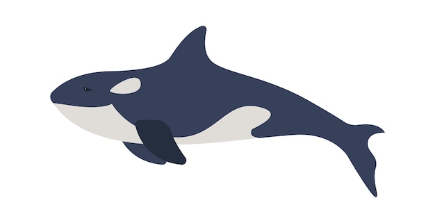 Orka Arctic Wildlife Animal Vector Illustration