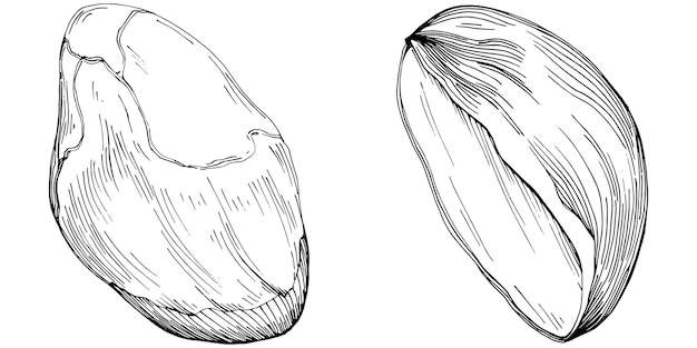 Orzech laskowy, leszczyna, cobnut ręcznie rysowane na białym tle.