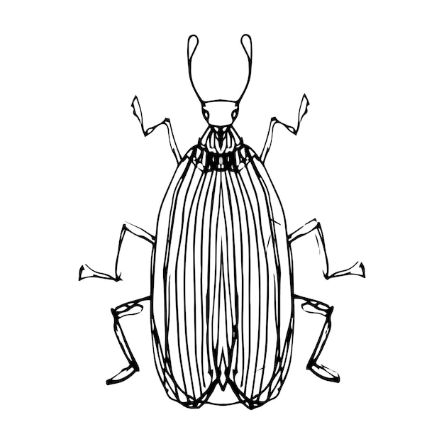 Plik wektorowy owad ilustracja rysunek grawerowanie linii atramentu wektor sztuki