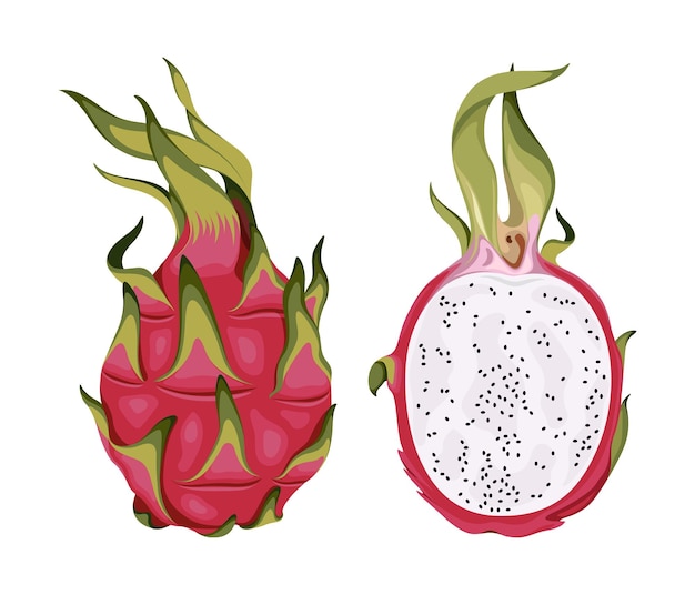 Plik wektorowy owoc smoka owoc smoka jedzenie różowy czerwony tropikalna świeża ilustracja wektorowa dojrzały zdrowy słodki charakter