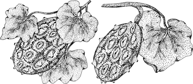 Plik wektorowy owoce kiwano cucumis metulifer rogaty melon wektor ręcznie rysowane grawerowanie ilustracja