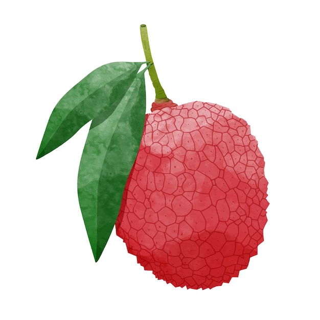 Plik wektorowy owoce liczi z liśćmi projektowanie elementów stylu akwarela ilustracji wektorowych