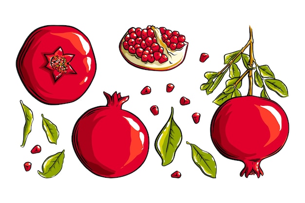 Owoce, Nasiona I Rośliny Granatu. Kolorowe Owoce Granatu Egzotycznego. Ilustracja Wektorowa