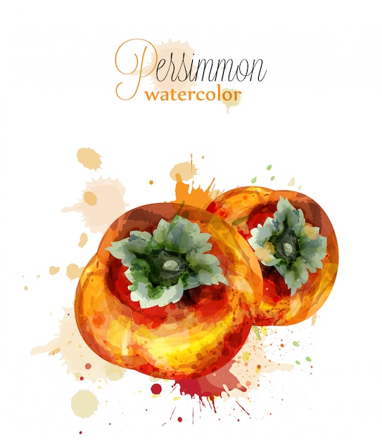 Plik wektorowy owoce persimmon akwarela