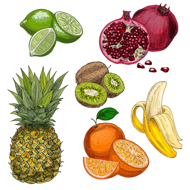 Plik wektorowy owoce tropikalne. ananas, limonka, granat, kiwi, banan, pomarańcza.