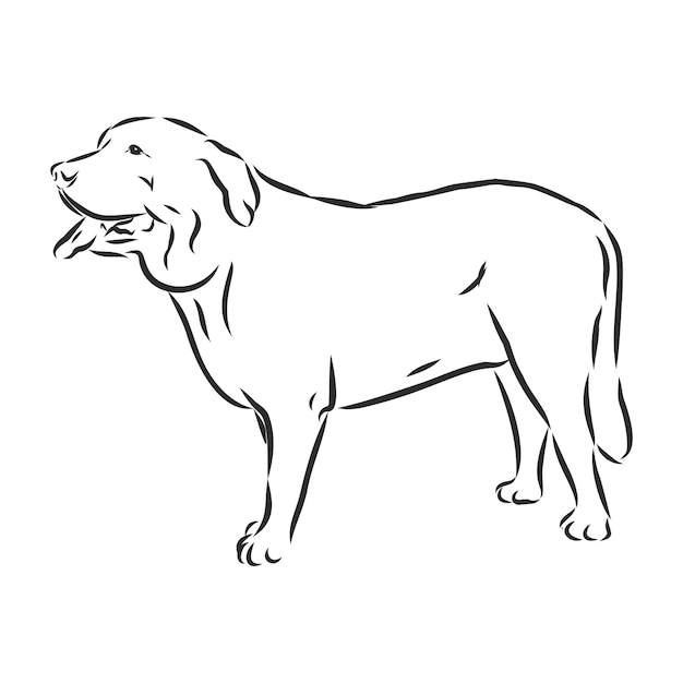 Ozdobny Portret Kontur Stojący W Profilu Pies Mastif Hiszpański, Na Białym Tle Ilustracja Wektorowa W Kolorze Czarnym Na Białym Tle