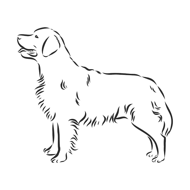 Ozdobny Portret Stojący W Profilu Pies Golden Retriever, Na Białym Tle Ilustracja Wektorowa W Kolorze Czarnym Na Białym Tle