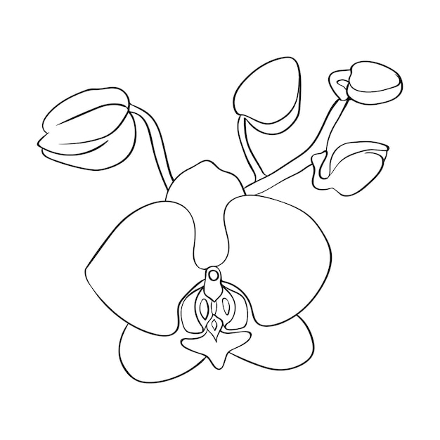 Pączek orchidei Rysunek konturowy głowy kwiatu orchidei Na karty gratulacje i zaproszenia