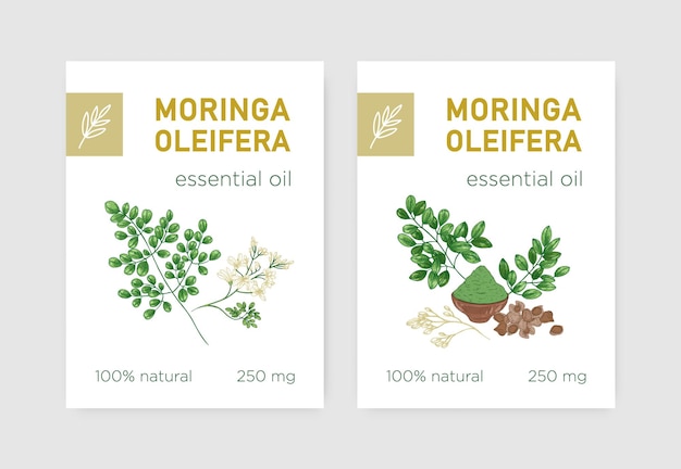 Plik wektorowy pakiet etykiet z miracle tree lub moringa oleifera. zestaw przywieszek z jadalną rośliną zielną stosowaną w fitoterapii. ilustracja wektorowa botaniczna w realistycznym stylu vintage dla produktu naturalnego.