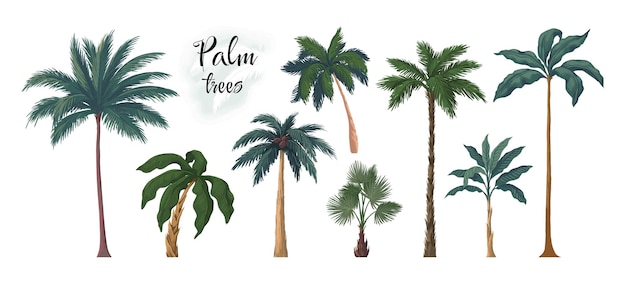 Palma Letnie egzotyczne drzewo kokosowe lub bananowe Rośliny tropikalne Pędy i liście Liście dżungli Retro botaniczne tło plaży Las deszczowy drewno Elementy krajobrazu wektorowe zestaw