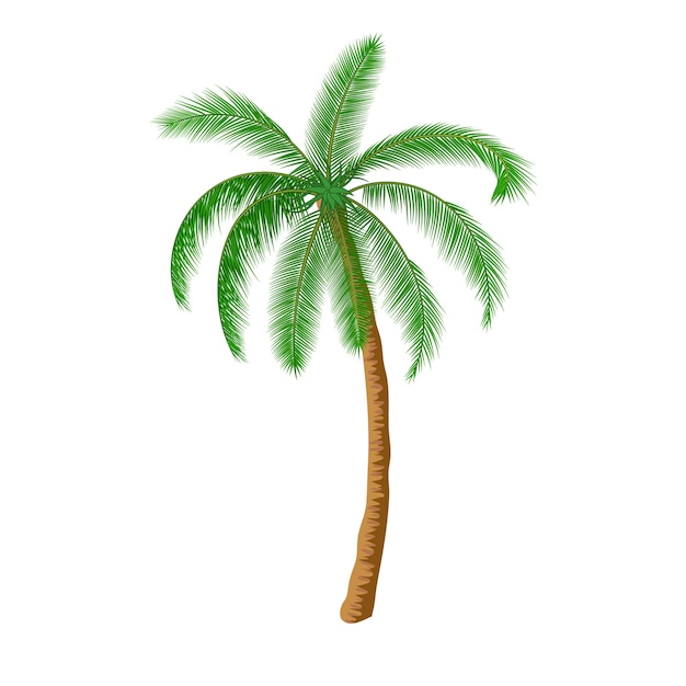Palma