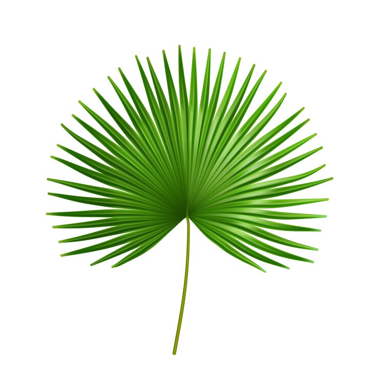 Wektor palmetto tropikalne duże liście egzotyczne rośliny