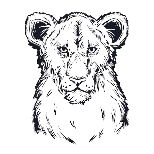 Plik wektorowy panthera lion, portret na białym tle szkicu egzotycznych zwierząt. ręcznie rysowane ilustracji.