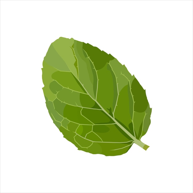 Papermint grean Leaf Wektor płaska grafika ilustracja 2d HD