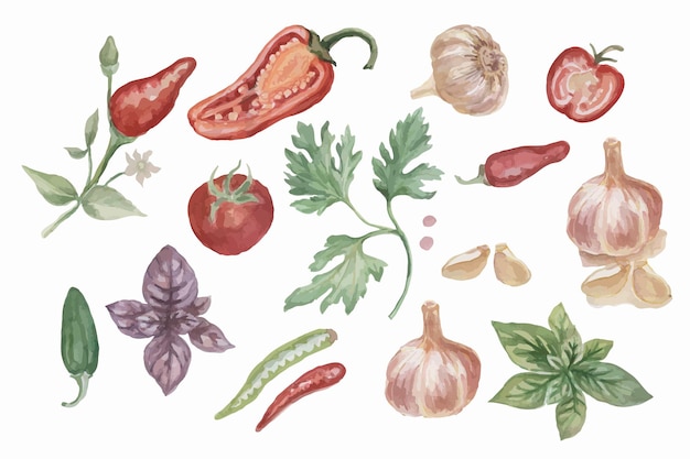 Papryka Chili Przyprawy Akwarela Ręcznie Rysowane Illustratio Tło Pikantne Jedzenie