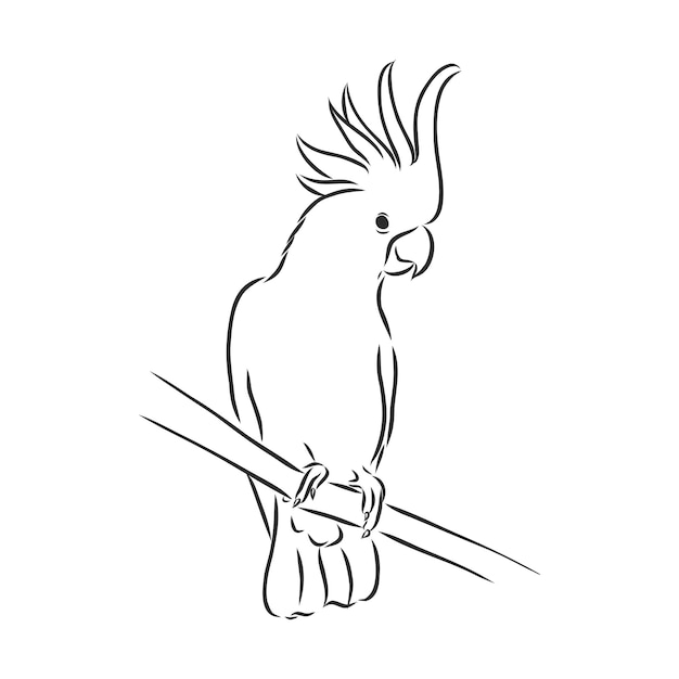 Papuga na ilustracji szkic wektor oddział