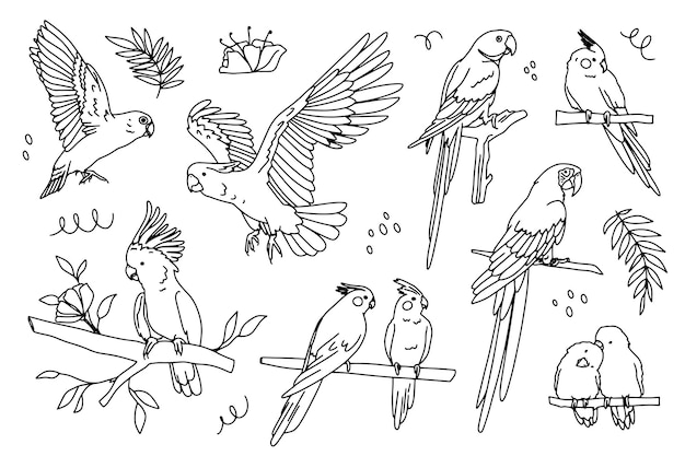 Papuga Tropikalne Ptaki Zarys Doodle Realistyczne Rysowanie Ilustracji