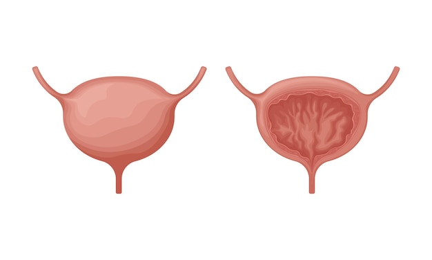 Plik wektorowy pęcherz anatomiczny obraz pęcherza narządy wewnętrzne człowieka układ moczowy w sekcji ilustracja wektora wyizolowanych na białym tle