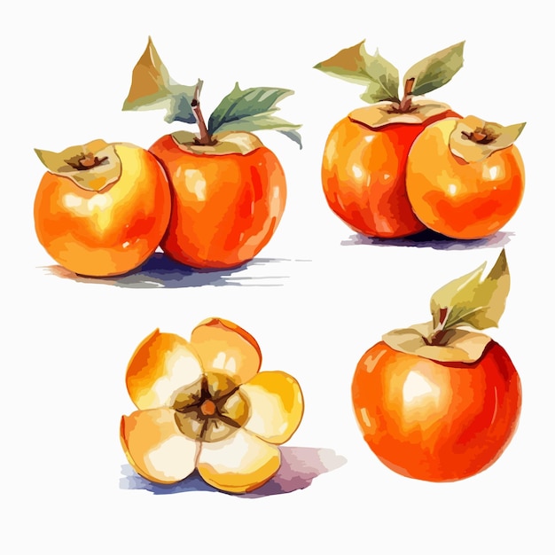 Plik wektorowy persimmon w akwarelach