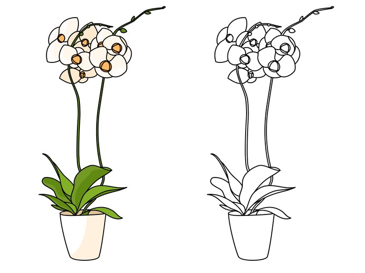 Wektor phalaenopsis mariola kwiat w doniczce do kolorowania dekoracyjna ręcznie rysowana linia orchid
