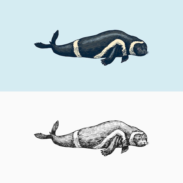 Pieczęć wstążkowa istota morska ssaki morskie i zwierzę płetwonogich w stylu doodle vintage retro