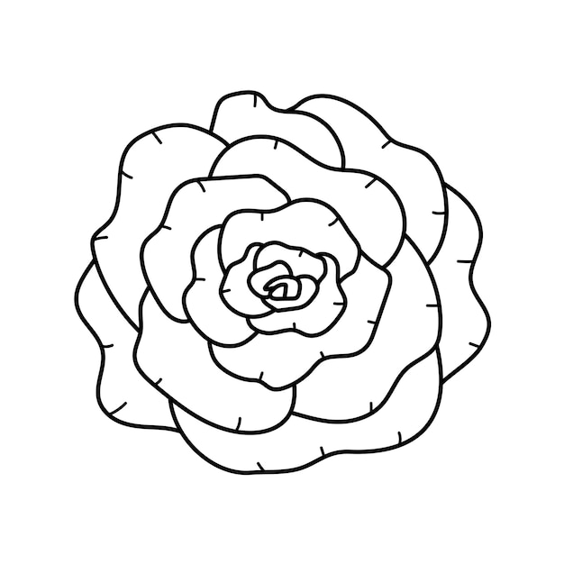 Piękna Czarno-biała Róża Doodle Kwiat Na Białym Tle Na Tle Botaniczny Kwiatowy Szkic Projektu