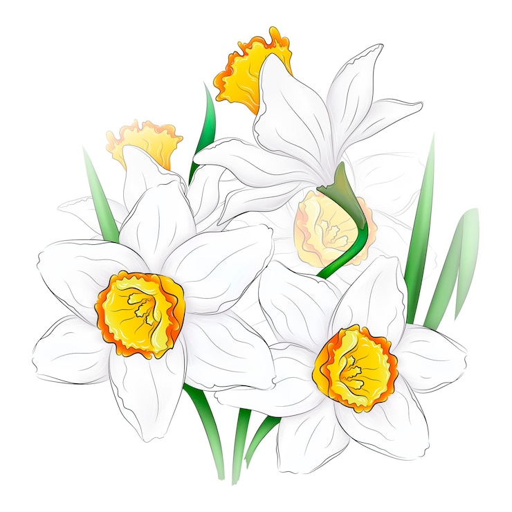 Wektor piękna ilustracja wektorowa kwitnących pąków żonkila. kwiaty narcyzów. ilustracja botaniczna
