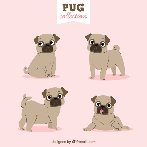 Piękna Kolekcja Pug